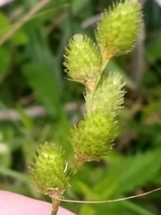 Carex alata