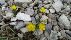 Ranunculus hybridus