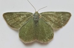 Mesothea incertata