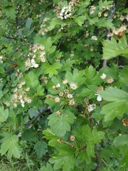 Crataegus monogyna