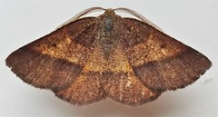 Metarranthis obfirmaria