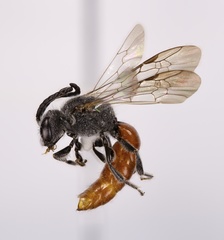 Sphecodes ranunculi