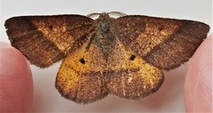 Metarranthis obfirmaria