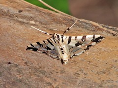Conchylodes salamisalis