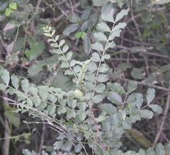 Zanthoxylum humile