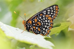 Euphydryas phaeton ozarkae