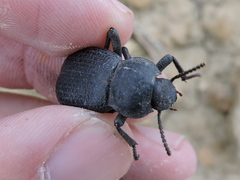 Cryptoglossa infausta