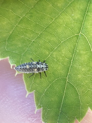 Adalia decempunctata