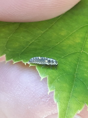 Adalia decempunctata