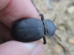Cryptoglossa infausta