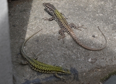 Podarcis muralis