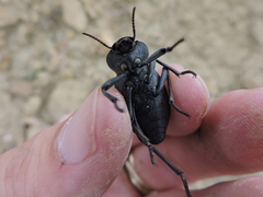 Cryptoglossa infausta