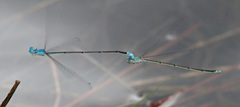Enallagma daeckii