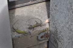 Podarcis muralis