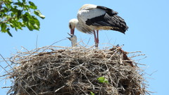 Ciconia ciconia