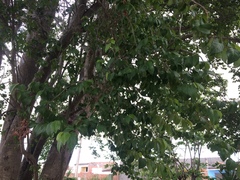 Ruprechtia laxiflora