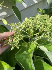 Hydrangea petiolaris
