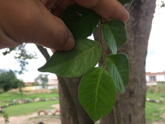 Ruprechtia laxiflora
