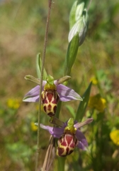 Ophrys apifera belgarum