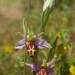 Ophrys apifera belgarum - Photo (c) Milo, algunos derechos reservados (CC BY-NC), uploaded by Milo
