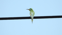 Merops persicus