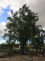 Ruprechtia laxiflora