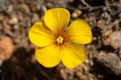 Oxalis megalorrhiza