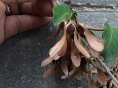 Ruprechtia laxiflora