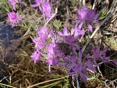 Rhododendron canadense