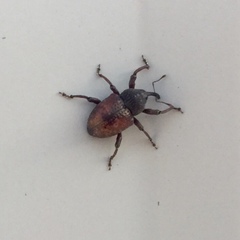 Chalcodermus collaris