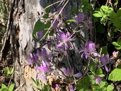 Rhododendron canadense