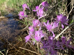 Rhododendron canadense