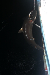 Carcharhinus falciformis image
