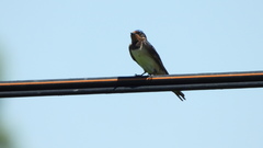 Hirundo rustica