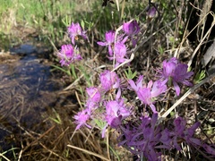 Rhododendron canadense
