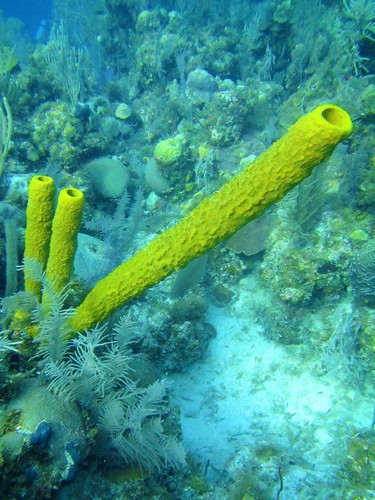 Photo of Stove-pipe sponge (Aplysina archeri)