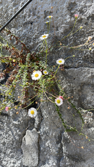 Erigeron karvinskianus