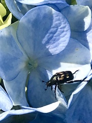 Strigoderma mexicana