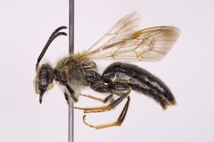 Andrena confederata