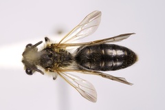 Andrena confederata