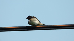 Hirundo rustica