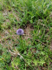 Globularia