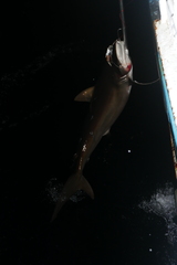 Carcharhinus falciformis