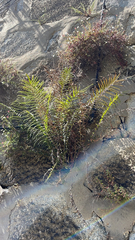 Pteris vittata