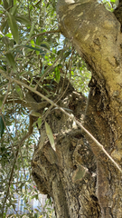 Olea europaea