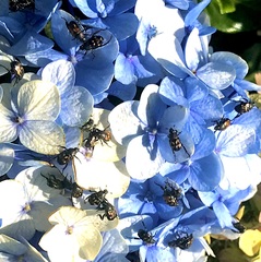 Strigoderma mexicana