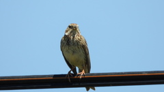 Emberiza calandra