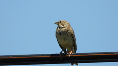 Emberiza calandra