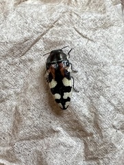 Acmaeodera tuta