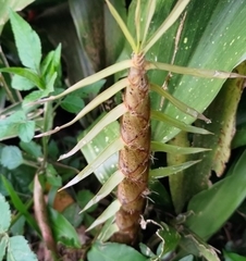 Phyllostachys edulis